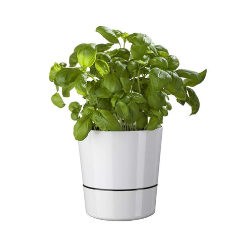 Herb pot - White
